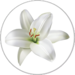 avatar pour Patricia NOZAHIC (Lili)